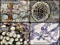 Hypoxylon fragiforme-amf993-1